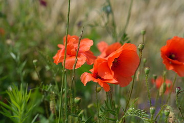 Summer Poppies and Green Stems