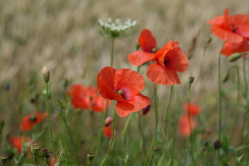 Wildflower Harmony: Poppies and White Lace