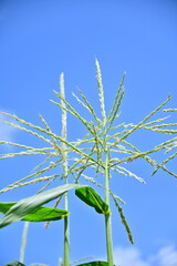 Corn Tassels