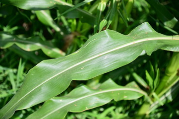 Corn Plant Leaf