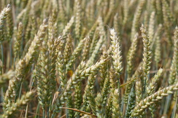 Summer Wheat Field Ready for Harvest