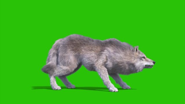 Green Screen Angry Timber Wolf Side 3D Rendering Animation Animals CGI 4K