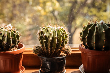 Three cacti in pots, illuminated by sunlight on a wooden window sill with blurry background. Potted...