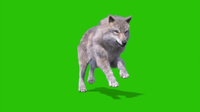 Green Screen Timber Wolf Runcycle Loop 3D Rendering Animation Animals CGI 4K
