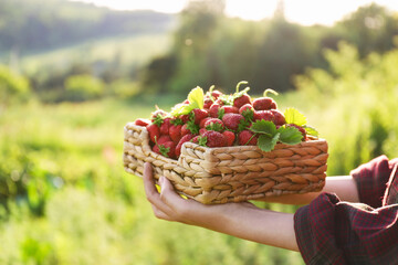 Woman holding basket with fresh strawberries outdoors, closeup