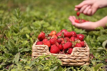 Woman picking ripe strawberries, focus on basket with berries