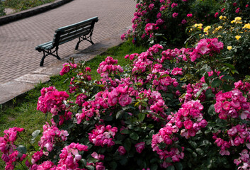 bench in the botanical garden 
