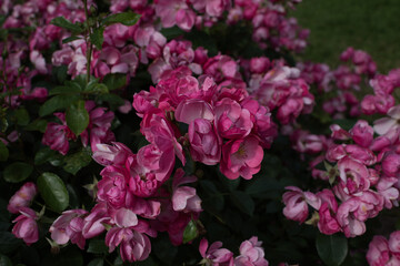 pink flowers in the rose, garden 