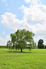 Weeping Willow Tree in a Field