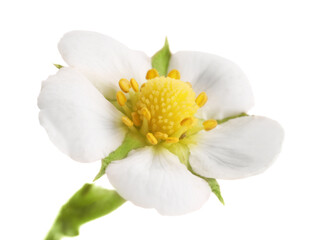 One beautiful strawberry flower isolated on white