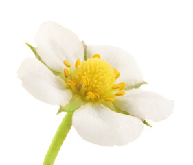 Fototapeta premium One beautiful strawberry flower isolated on white