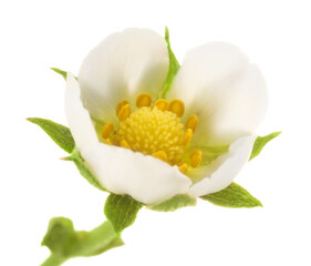 One beautiful strawberry flower isolated on white