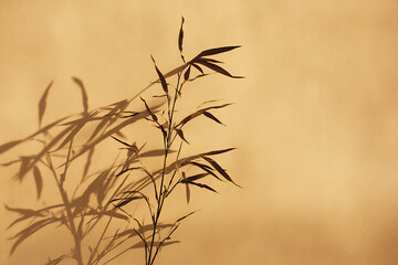 Obraz premium Tall Slender Bamboo Plant Casting Long Shadows on a Warm Brown Wall Minimalist Botanical Decor Background