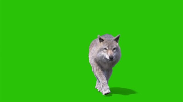 Green Screen Timber Wolf Walks Front 3D Rendering Animation Animals CGI 4K