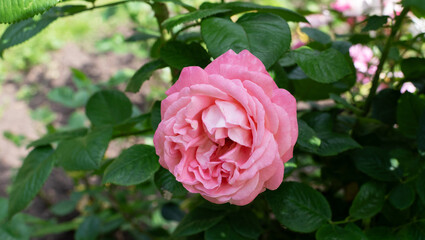 pink rose in garden