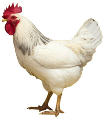 A White Rooster Standing Tall on a Yellow Background, transparent background png