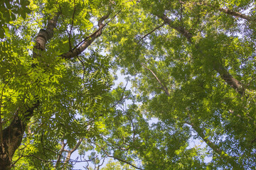 Sunlit Canopy of Lush Green Foliage Against a Clear Blue Sky