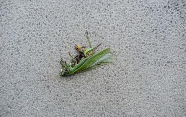 Wasp actively feeding on a dead green grasshopper on a concrete surface, showing insect interaction in urban surroundings.