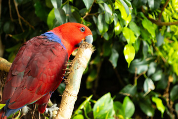 Eclectus is a genus of parrot, the Psittaciformes, which consists of four known extant species known as eclectus parrots and the extinct Eclectus infectus, the oceanic eclectus parrot