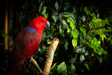 Eclectus is a genus of parrot, the Psittaciformes, which consists of four known extant species known as eclectus parrots and the extinct Eclectus infectus, the oceanic eclectus parrot