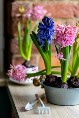 Kid's environmental project at home for ecology school lesson. Environment protection, eco friendly lifestyle. Growing bulbous hyacinth flowers in a pot on a windowsill. Spring gardening concept