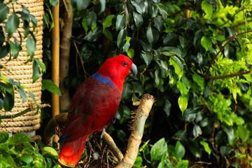 Eclectus is a genus of parrot, the Psittaciformes, which consists of four known extant species known as eclectus parrots and the extinct Eclectus infectus, the oceanic eclectus parrot