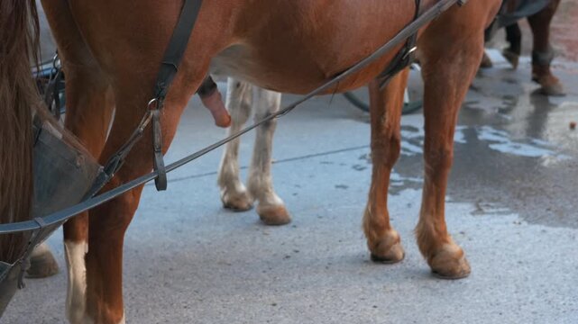 Horse waiting for tourists, with erect penis. Brown horse harnessed to carriage, waiting for tourists, with penis sticking out