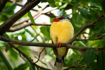  Indochinese green magpie, also known as the yellow-breasted magpie, is a small colorful bird native to the forests of China all the way to Vietnam