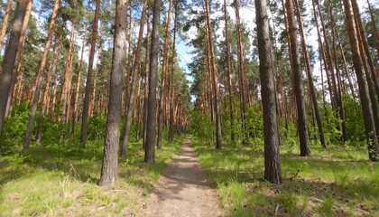 Obraz premium Sunny forest path (2)