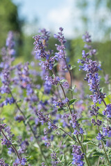 Purple Salvia officinalis flowers blooming in garden.