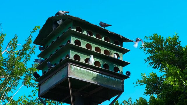 Pigeons occupying a large birdhouse. Green multi-level dovecote featuring perching pigeons against vibrant blue sky, showcasing urban wildlife gathering in peaceful avian habitat with natural backdrop