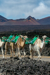 Camel ride caravan in a volcanic landscape with mountains in the background. Travel Concept