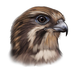Illustration of a Brown Falcon, an Australian bird of prey with mottled brown feathers, known for its powerful flight and adaptability.

