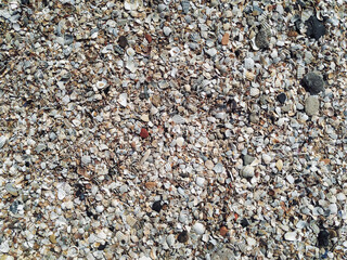 Background of many small broken and whole shells close-up. Coastal zone. Top view.