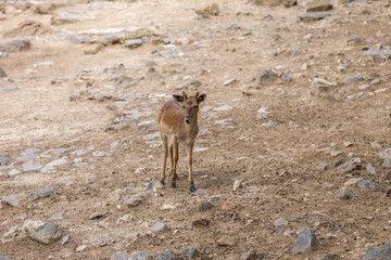 Young deer standing alert in a rocky, arid landscape.
