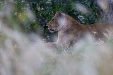 A lion resting peacefully amidst tall grass and greenery.