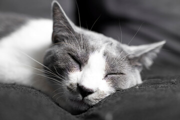 grey and white cat portrait. Muzzle of a gray fluffy cat close up lying on the couch or sofa or...