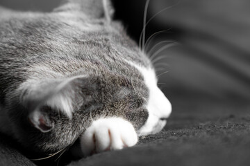 grey and white cat portrait. Muzzle of a gray fluffy cat close up lying on the couch or sofa or...