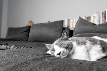 grey and white cat portrait. Muzzle of a gray fluffy cat close up lying on the couch or sofa or...