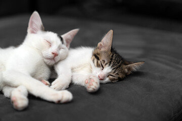 Two adorable kittens cuddling and sleeping peacefully on a soft black blanket, symbolizing love, comfort, friendship, and relaxation in a cozy indoor home environment, perfect for pet care themes.