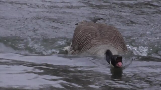 Canada Geese (Branta canadensis) Squabbling on a Lake