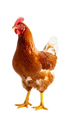 Fototapeta premium Brown hen standing on transparent background