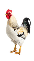 Fototapeta premium Rooster standing with transparent background, farm bird, poultry animal