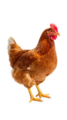 Fototapeta premium Brown hen standing on transparent background