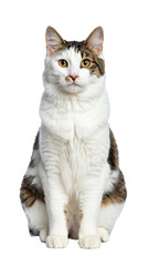 Obraz premium Kurilian bobtail cat sitting and posing on transparent background