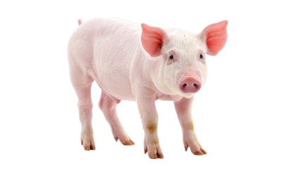 Pig standing on transparent background in studio shot