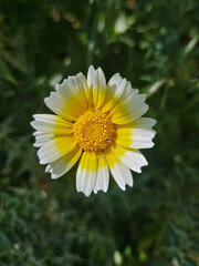 A breathtaking view of Cladanthus mixtus, a remarkable flowering plant renowned for its vibrant blooms and aromatic leaves, often referred to as Mediterranean chamomile, captured in the sunlight.