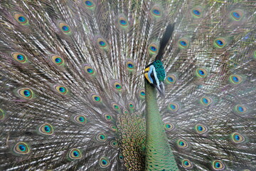 Exotic peacock displaying iridescent tail feathers a symbol of beauty and allure