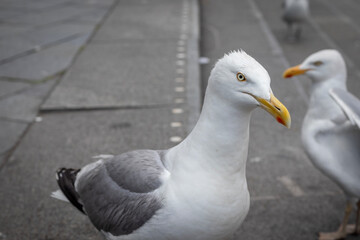 Seagulls on the steps staring into the camera