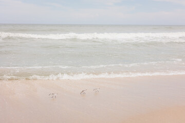 Lively seabirds dart along the shoreline, playfully chasing the ebb and flow of waves across the smooth, sunlit sand.